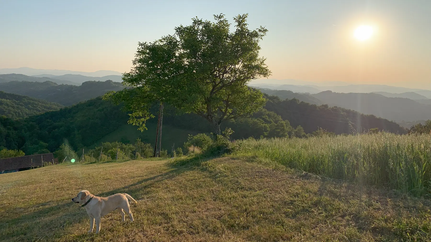 Slika Beni na zalasku sunca.webp